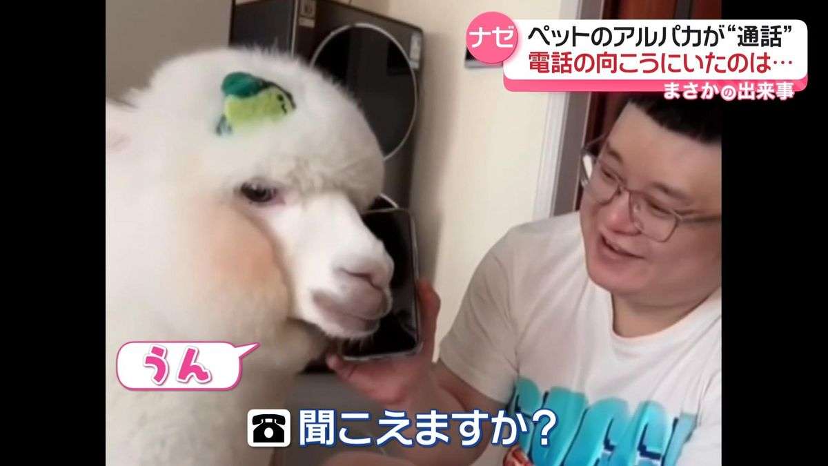 アルパカの 
