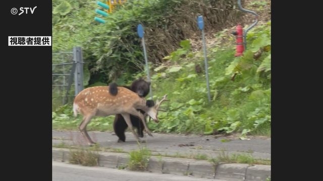【映像】クマが生きたシカを襲う　シカ抵抗も…捕食の瞬間を視聴者撮影　北海道羅臼町（STVニュース北海道） - Yahoo!ニュース