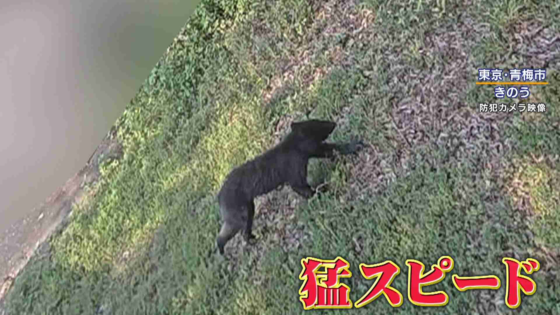 相次ぐクマ被害 東京・青梅市にも出没「あれが向かってきたとしたら…」“人を恐れないクマ”が人間の生活圏へ…新たに『音』を使った対策も（めざましmedia） - Yahoo!ニュース