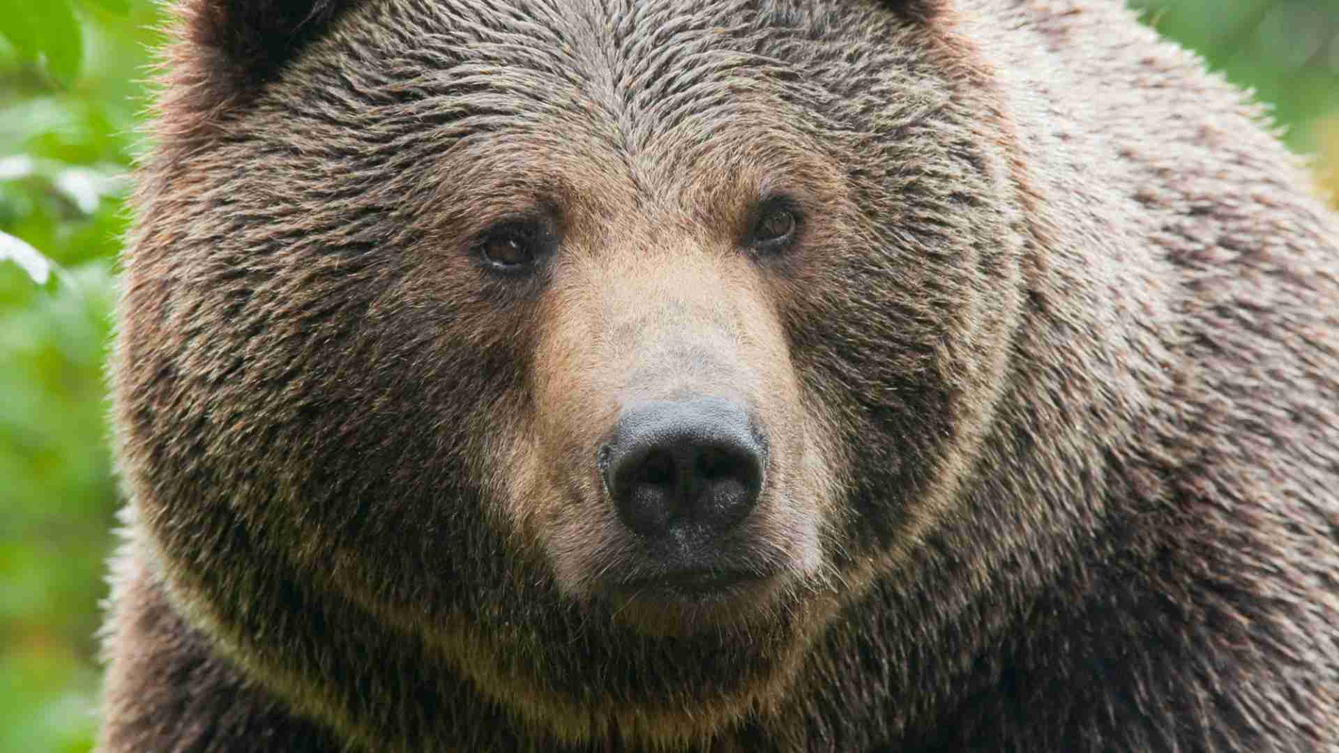 「登山者が悪い」「クマがかわいそう」は正しいか――羅臼岳事故を心理学から読み解く（原田隆之） - エキスパート - Yahoo!ニュース