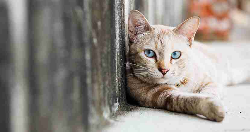 オーストラリア政府、毒入りソーセージを飛行機から撒き、野良猫200万匹を駆除へ｜FINDERS｜あなたのシゴトに、新たな視点を。