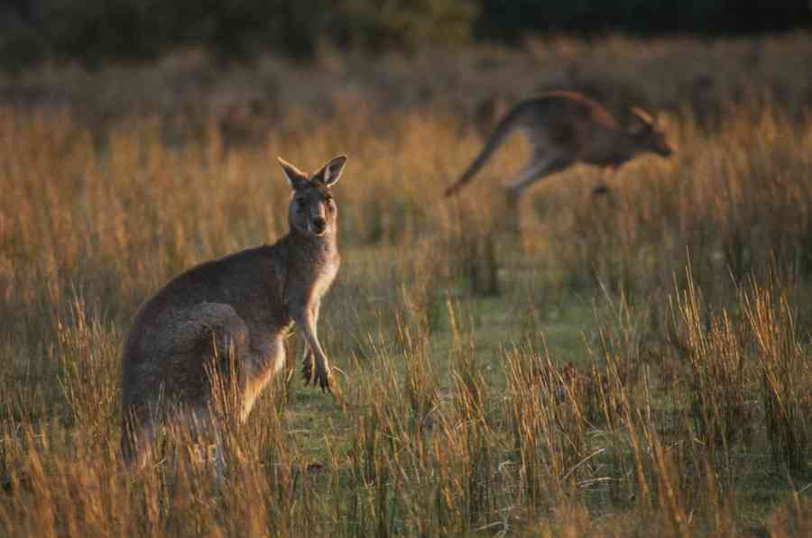 年間140万頭、豪のカンガルー猟は是か非か | ナショナル ジオグラフィック日本版サイト