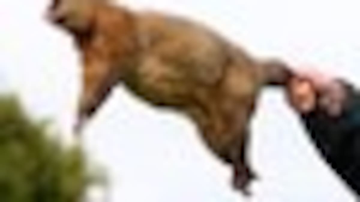 School criticised over possum throwing  - NZ Herald