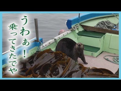 「うわぁ！乗ってきたでや！」コンブ漁船にラッコが連日乗船　漁師もビックリ　北海道・花咲沖