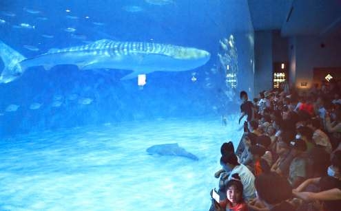 水族館の人気者、大海原へ戻る間際の悲劇――ジンベエザメ・10代目ユウユウ いけすの網に絡まる　死因は循環不全と呼吸不全　かごしま水族館 | 鹿児島のニュース | 南日本新聞デジタル