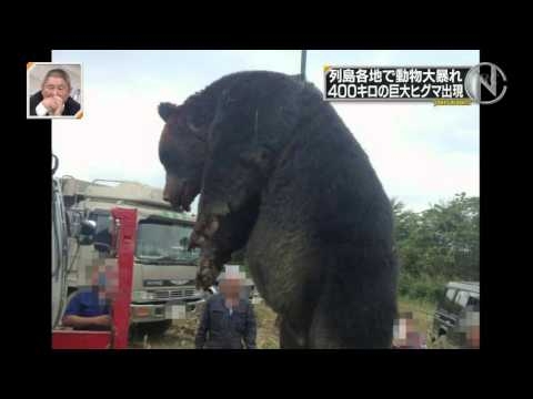 400kgヒグマ紋別で捕獲