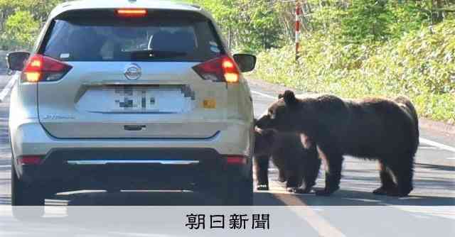 飼い犬食べるヒグマも　人身事故へ危機感　知床の世界遺産登録20年 [北海道]：朝日新聞