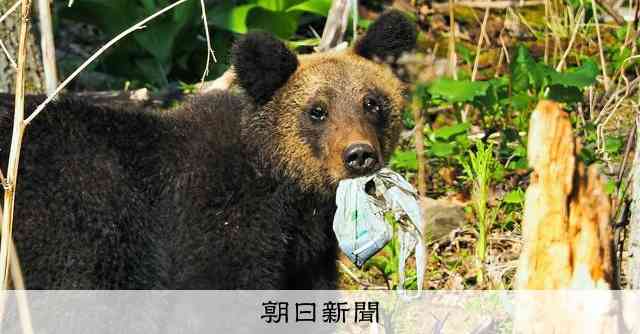飼い犬食べるヒグマ　変わる人との距離　知床、40年「奇跡的」でも [北海道]：朝日新聞