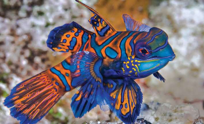 【鳥獣虫魚】動物名でしりとり Part8