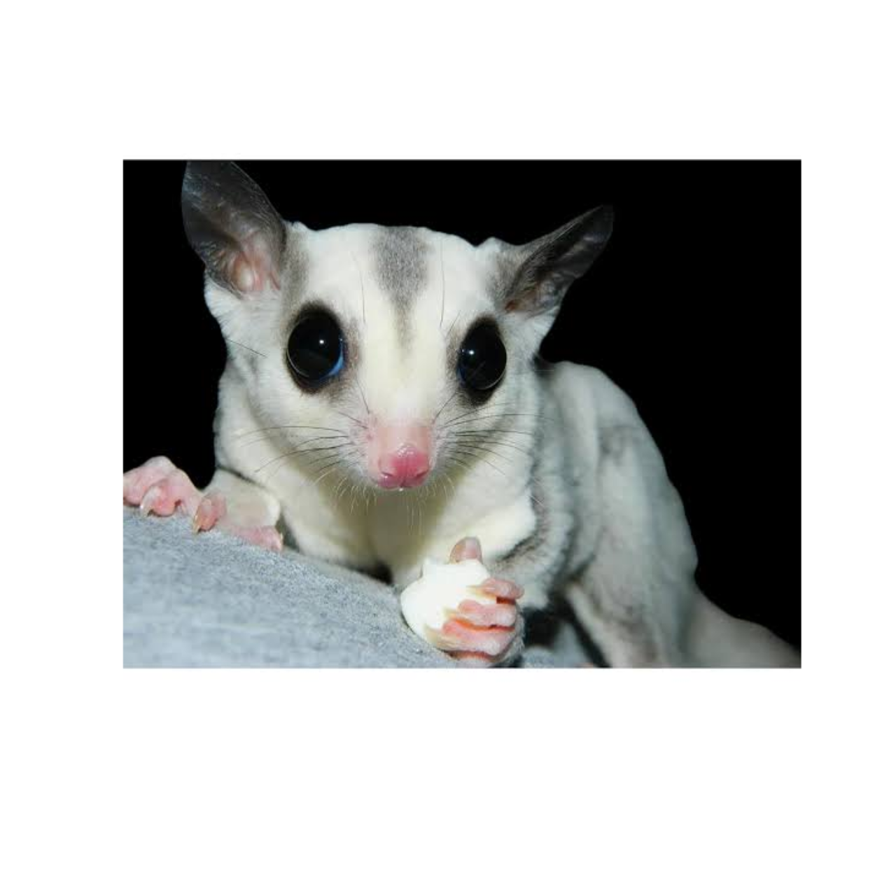 動物でホストクラブをつくるトピ 2025年・夏編