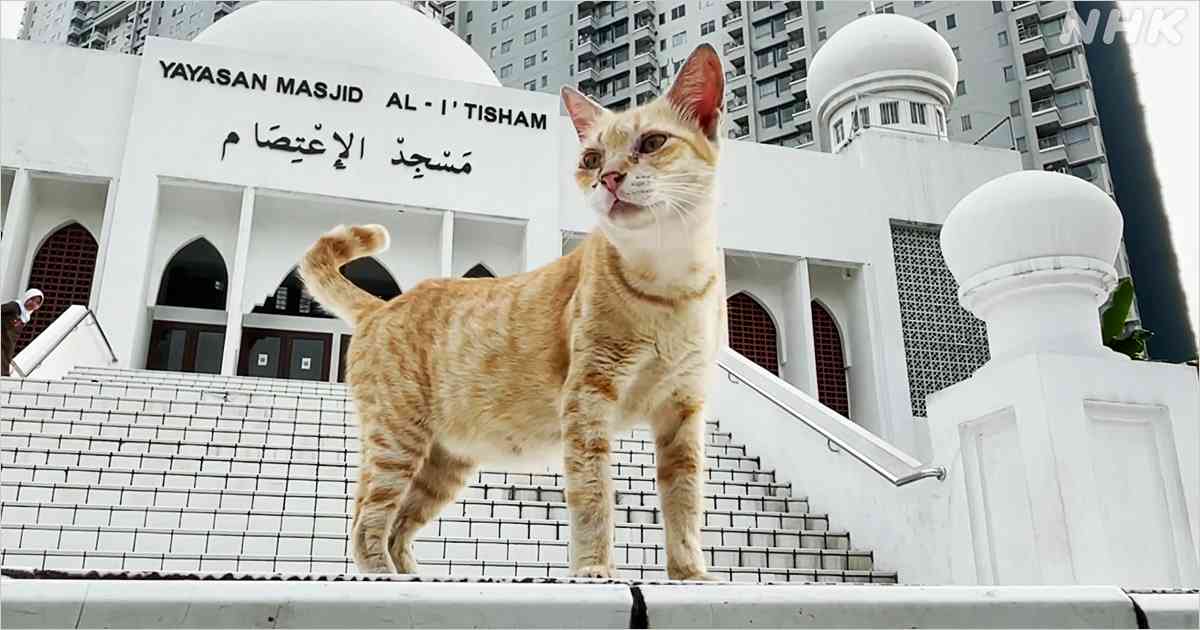 「自分の猫も守れない人間に国民が守れるか」――インドネシア反政府暴動のなか猫を「見捨てた」政治家に思わぬ逆風
