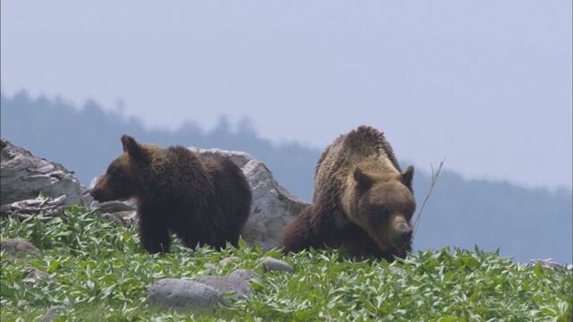 【追跡】登山者がクマに襲われ死亡　見過ごされた“予兆”　なぜ入山規制せず？　世界自然遺産・知床の苦悩 HTB北海道ニュース