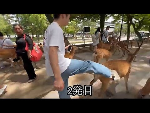 奈良で国天然記念物の鹿を蹴る中国人。怒りの声（Chinese kicks deer, a national natural treasure, in Nara Park. Angry voices.
