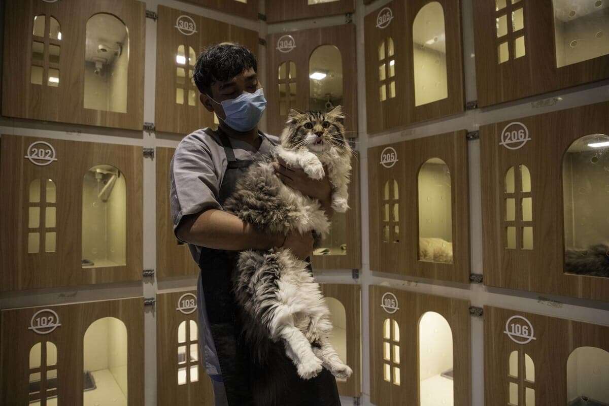 「自分の猫も守れない人間に国民が守れるか」――インドネシア反政府暴動のなか猫を「見捨てた」政治家に思わぬ逆風