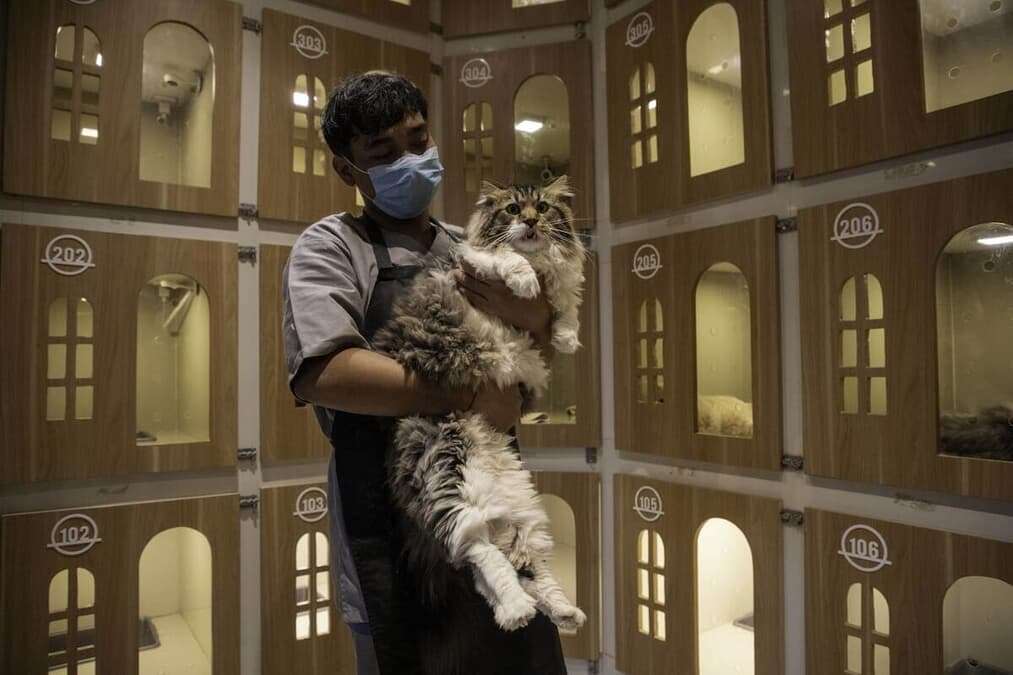 「自分の猫も守れない人間に国民が守れるか」――インドネシア反政府暴動のなか猫を「見捨てた」政治家に思わぬ逆風｜ニューズウィーク日本版 オフィシャルサイト