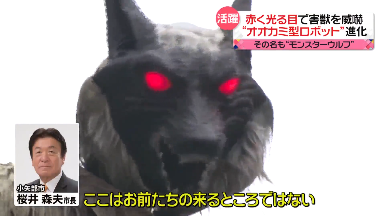 「クマに一番効果がある」怖すぎる… “モンスターウルフ”がヒグマを追い払う瞬間 音と光で野生動物を撃退