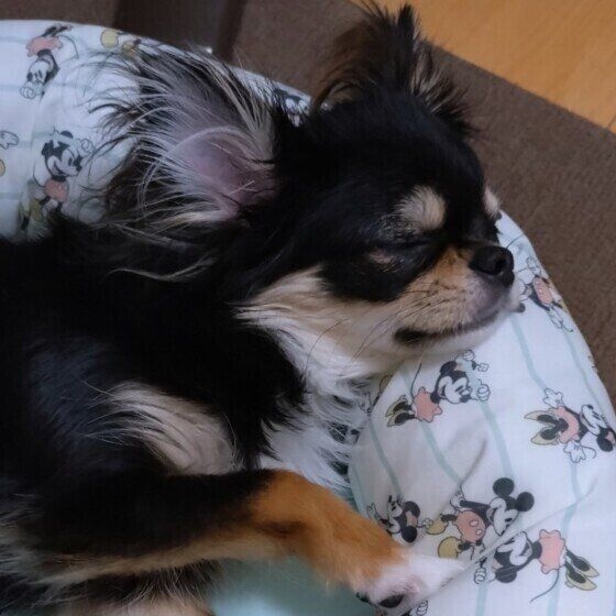 【調査】「犬が寝言を言う」と答えた人は7割！理由を獣医師が解説