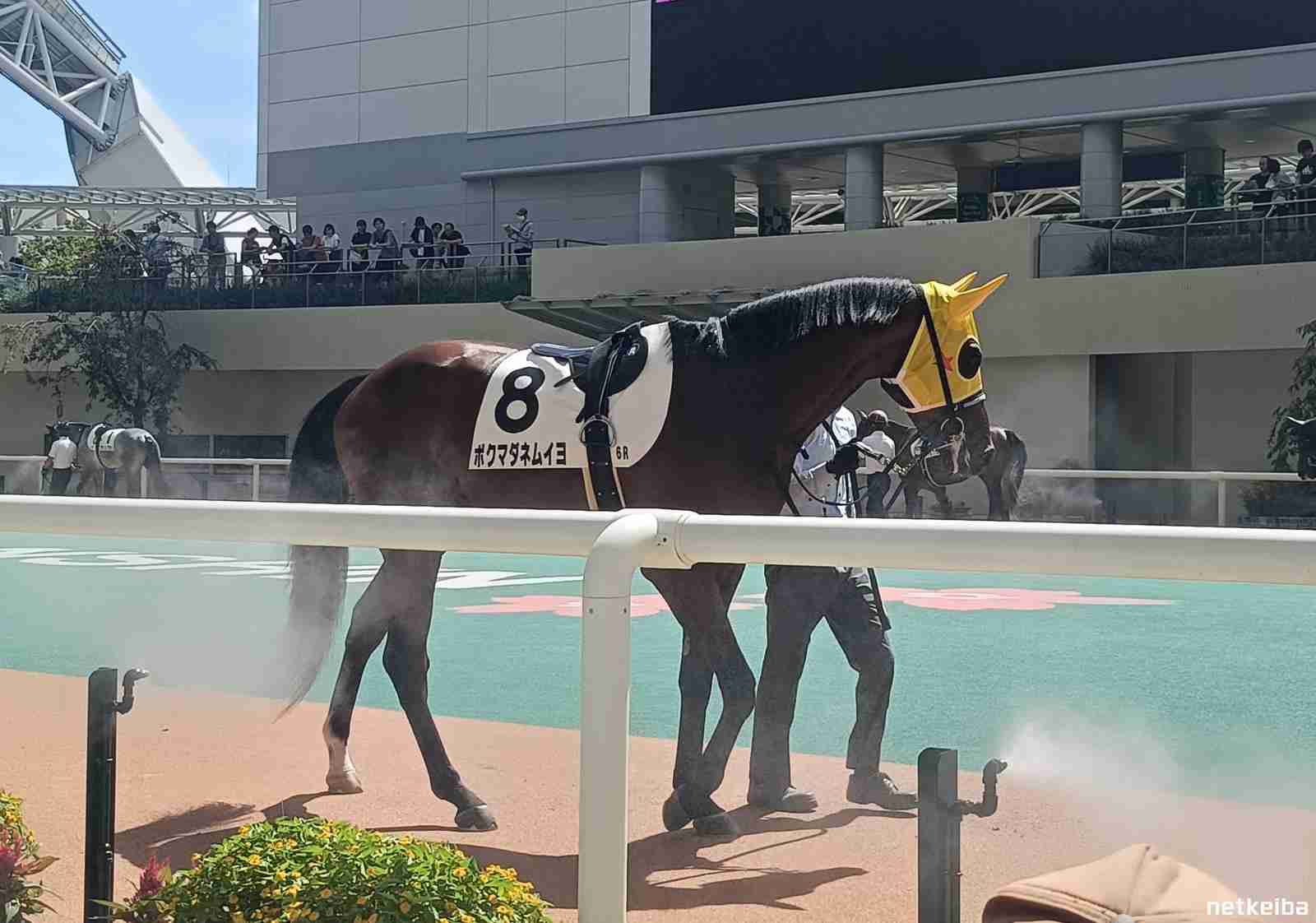 ボクマダネムイヨ (Boku Mada Nemuiyo) | 競走馬データ - netkeiba