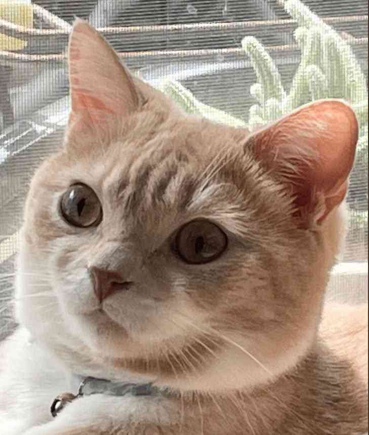 家族みんなで決めた愛猫の安楽死 「これ以上苦しませたくなかった、でも寂しい」