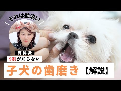 【トリミング解説】9割が知らない子犬の歯磨き#子犬バージョン