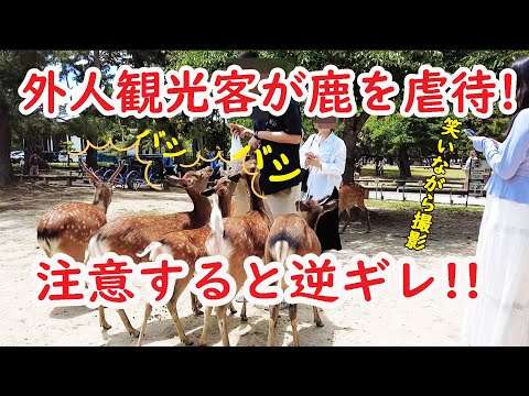 許せない！外人観光客 鹿の顔面を何度もたたき虐待！注意したら逆ギレされた！