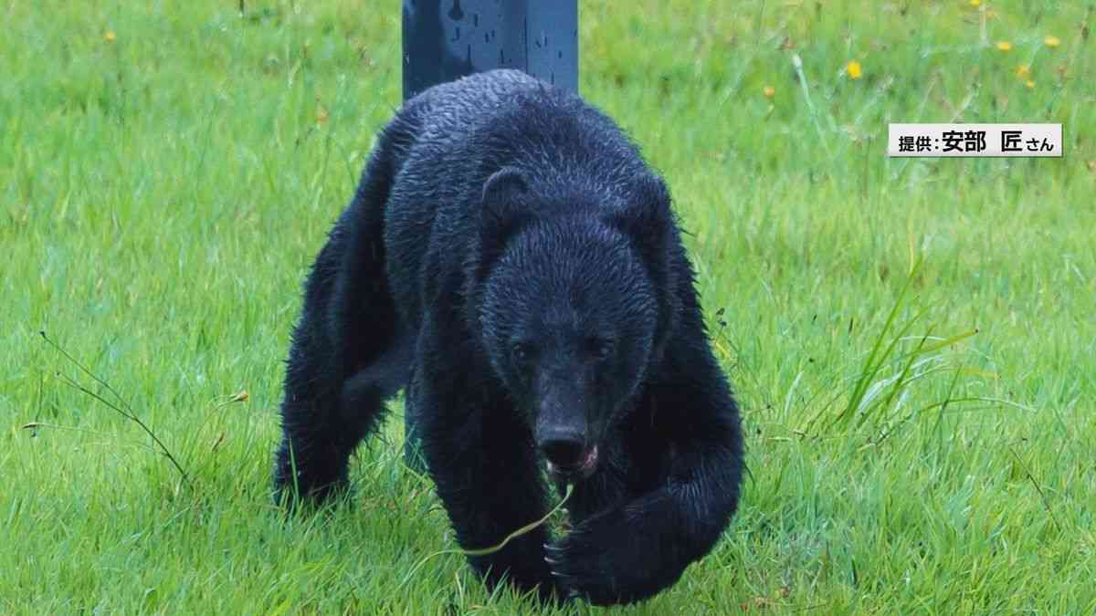飯豊町の白川湖畔キャンプ場にクマ出没　花火打っても動ぜす　9月いっぱい閉鎖へ（2025年9月5日掲載）｜YBC NEWS NNN