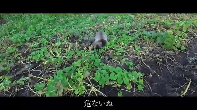 【 松山ケンイチ 】　農作物を荒らす「熊」　地元ハンターの「有害駆除」に同行・リポート　「害獣被害にやられてたら、もう本当に死活問題」　ハンター明かす