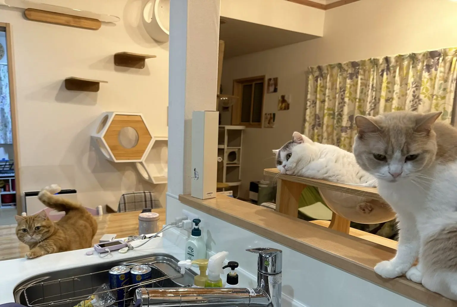 「風格がでてきた」5年前の子猫時代から“家事の見守り”を続ける猫のビフォーアフターが尊すぎる!
