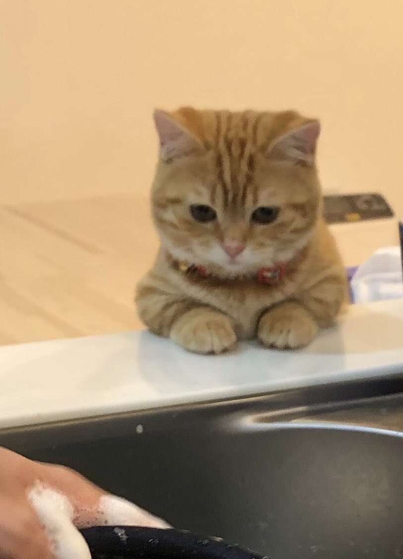 「風格がでてきた」5年前の子猫時代から“家事の見守り”を続ける猫のビフォーアフターが尊すぎる!