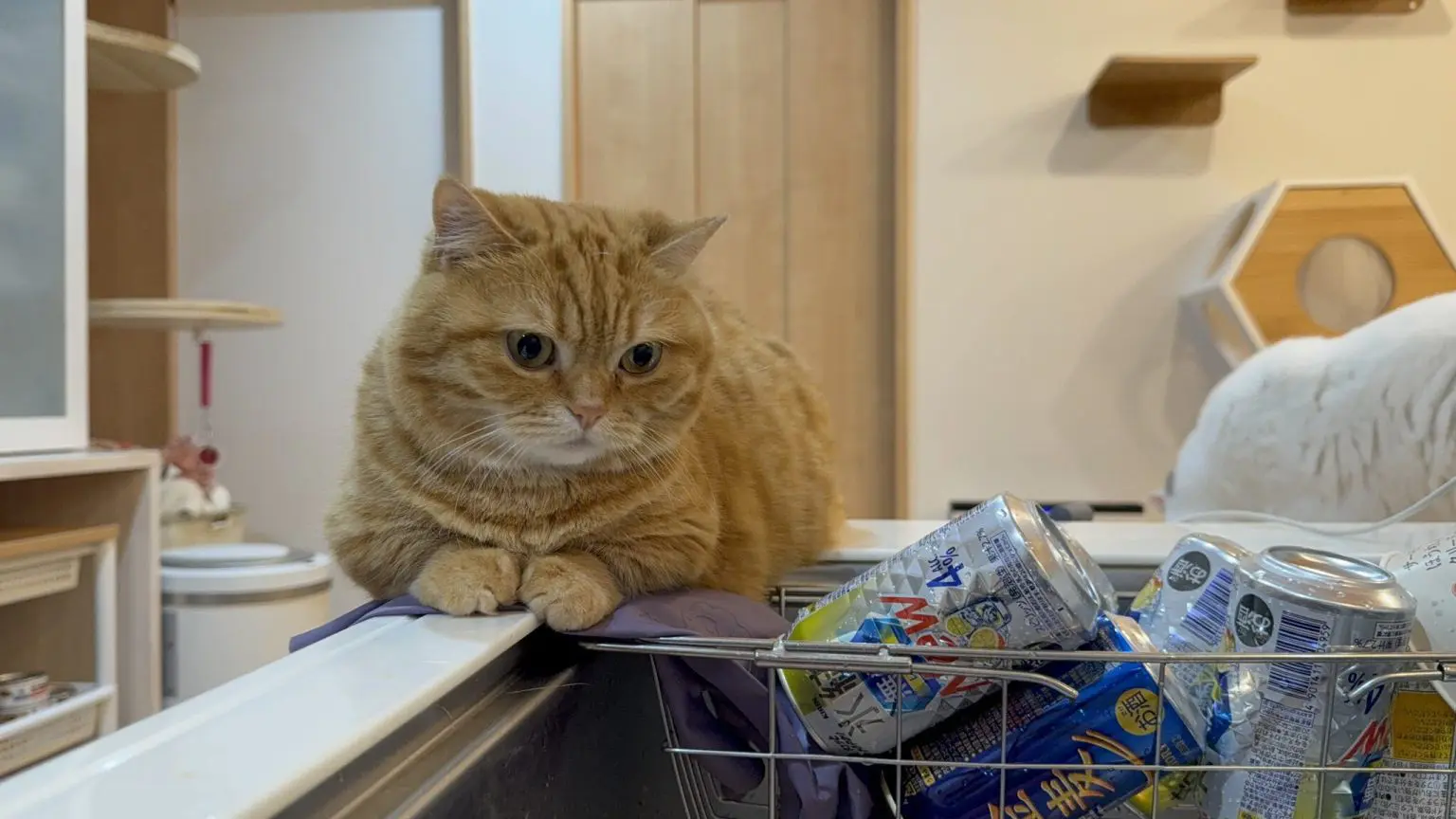 「風格がでてきた」5年前の子猫時代から“家事の見守り”を続ける猫のビフォーアフターが尊すぎる!
