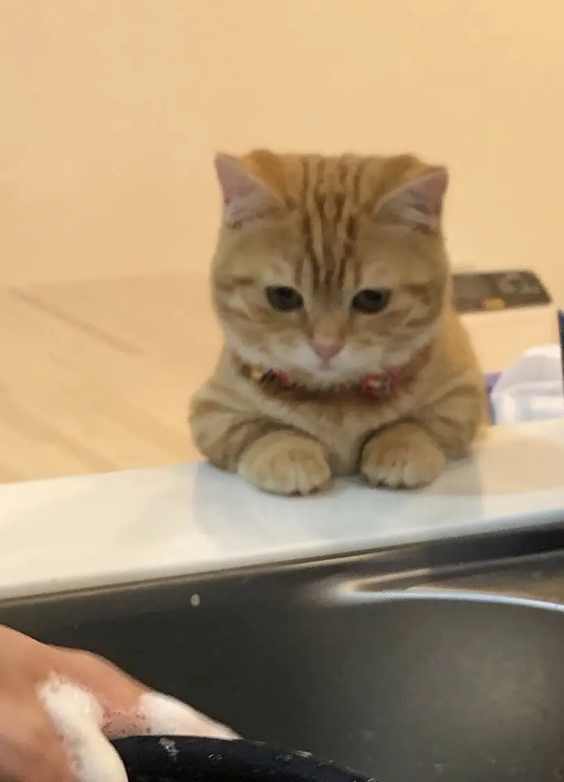 「風格がでてきた」5年前の子猫時代から“家事の見守り”を続ける猫のビフォーアフターが尊すぎる！ | 女子SPA！