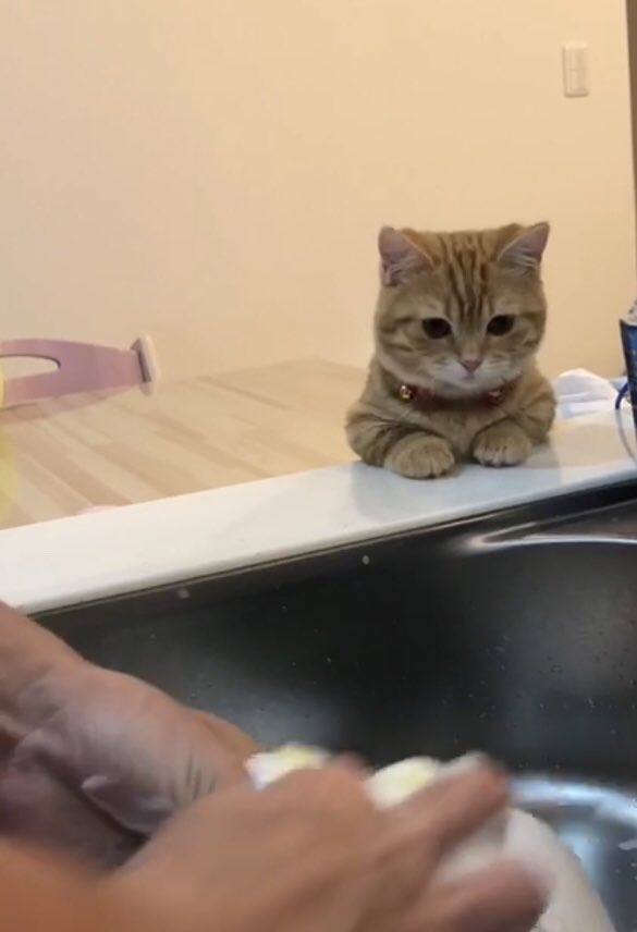 「風格がでてきた」5年前の子猫時代から“家事の見守り”を続ける猫のビフォーアフターが尊すぎる!
