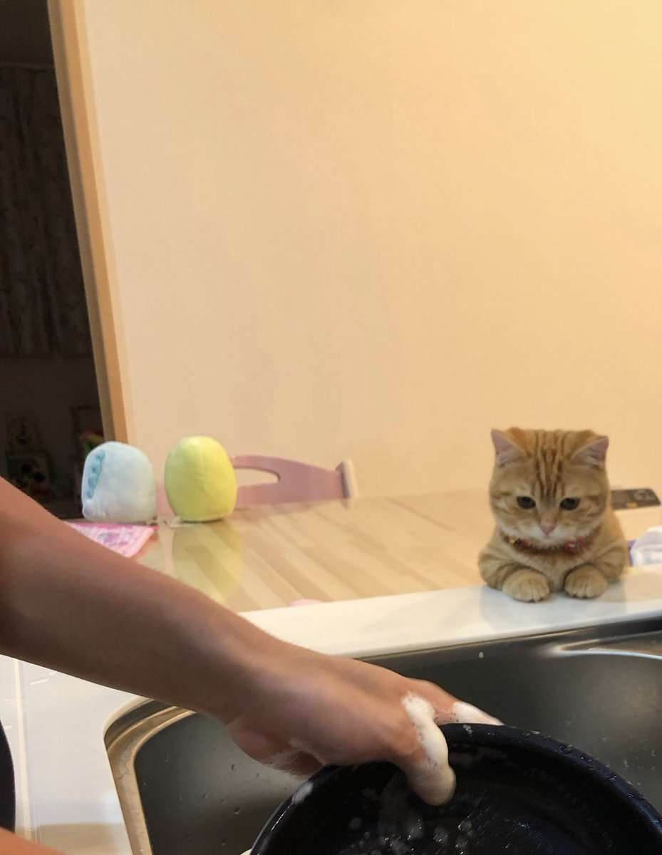 「風格がでてきた」5年前の子猫時代から“家事の見守り”を続ける猫のビフォーアフターが尊すぎる!