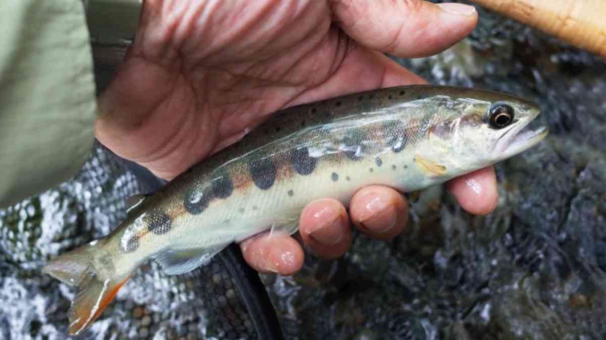 生食はNG！川魚を刺身で食べてはいけない理由とは？