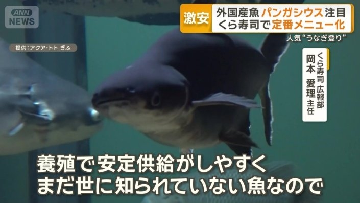 外国産魚「パンガシウス」注目　くら寿司で定番化　ナマズの一種、激安で人気