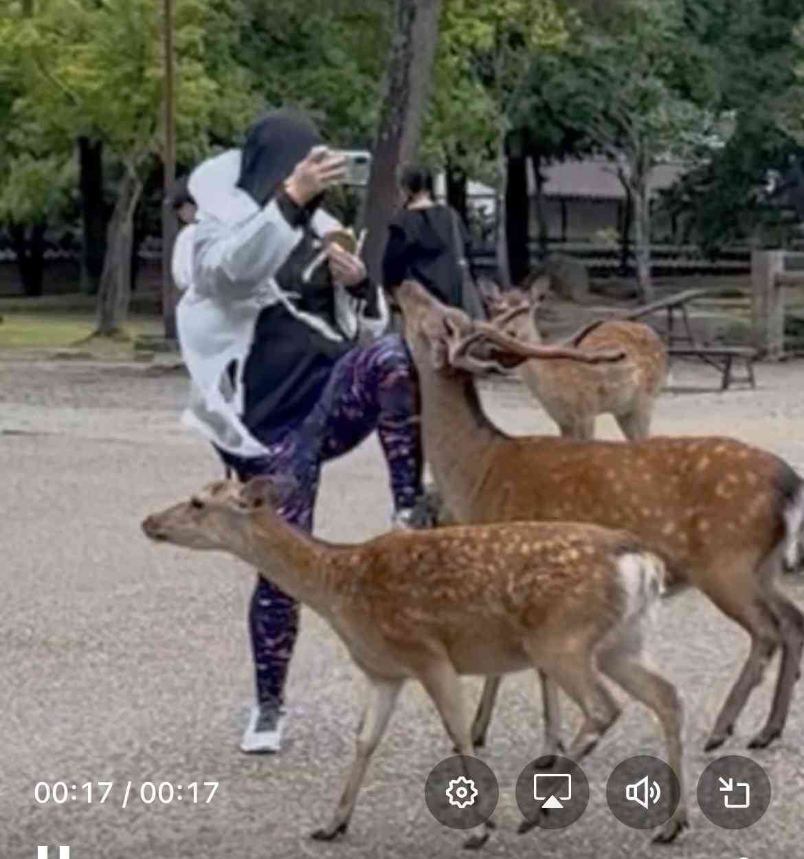 へずまりゅうが投稿した「中国人がシカを蹴った」動画、パクリだった　元投稿主は加害者が日本人と記載