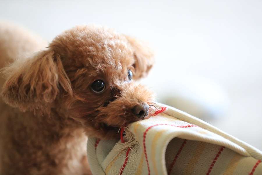 犬がスリッパを取っていく