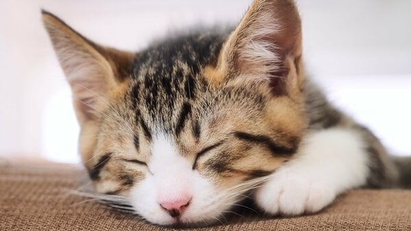 猫のクローンは作れるの？ 世界初は大失敗だった！見た目はそっくりでも性格まで同じにするのは難しい｜FNNプライムオンライン