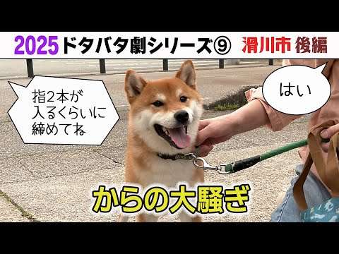 2025狂犬病予防注射会場のドタバタ劇⑨ 滑川市後編