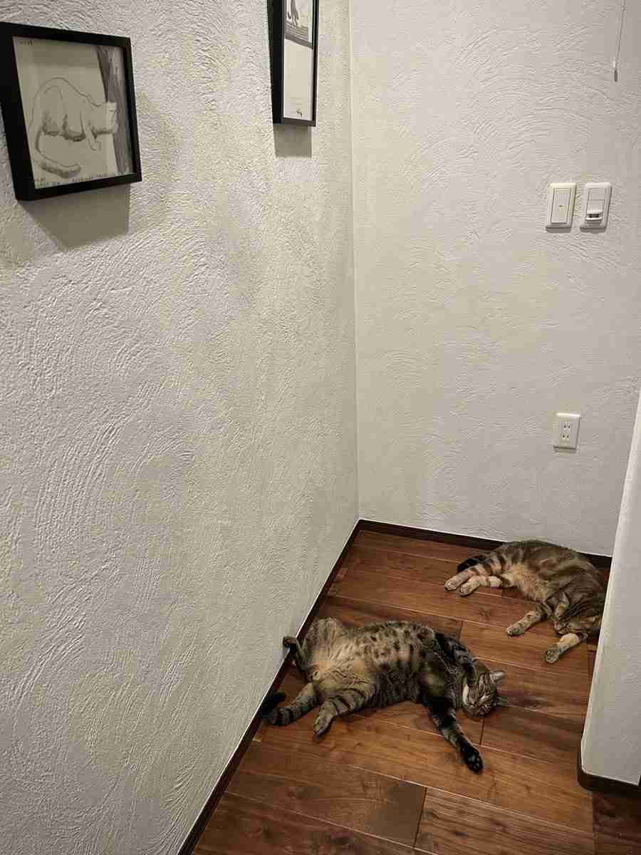 写真家・岩合光昭、階段の踊り場でくつろぐ愛猫の姿を公開⇒「うちも同じ!」と共感の声続々