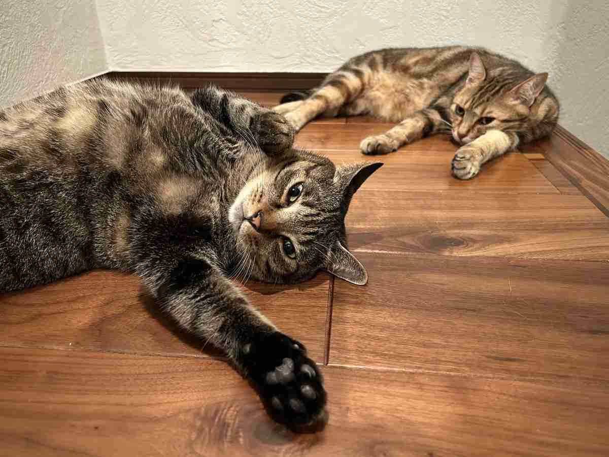 写真家・岩合光昭、階段の踊り場でくつろぐ愛猫の姿を公開⇒「うちも同じ!」と共感の声続々