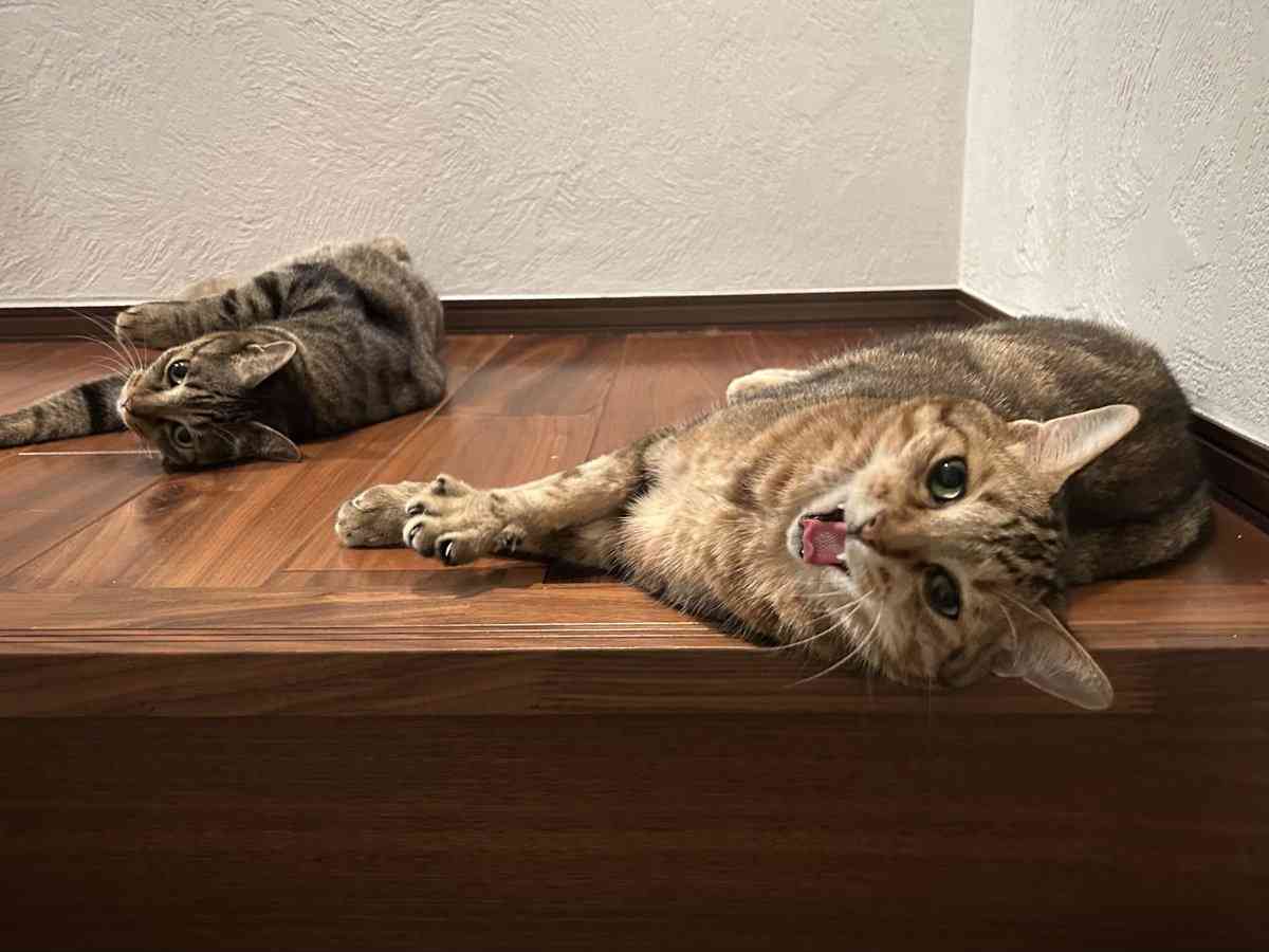 写真家・岩合光昭、階段の踊り場でくつろぐ愛猫の姿を公開⇒「うちも同じ!」と共感の声続々