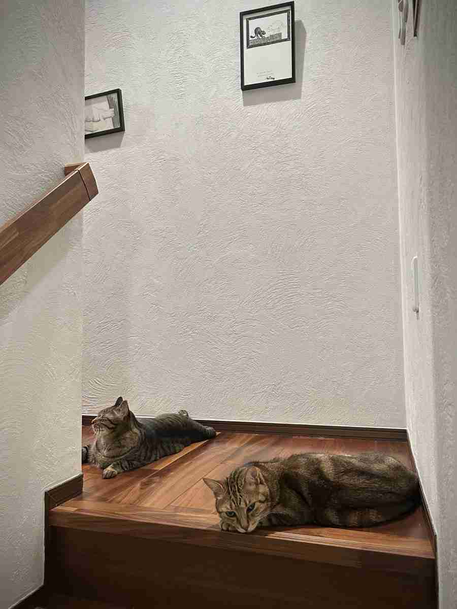 写真家・岩合光昭、階段の踊り場でくつろぐ愛猫の姿を公開⇒「うちも同じ!」と共感の声続々