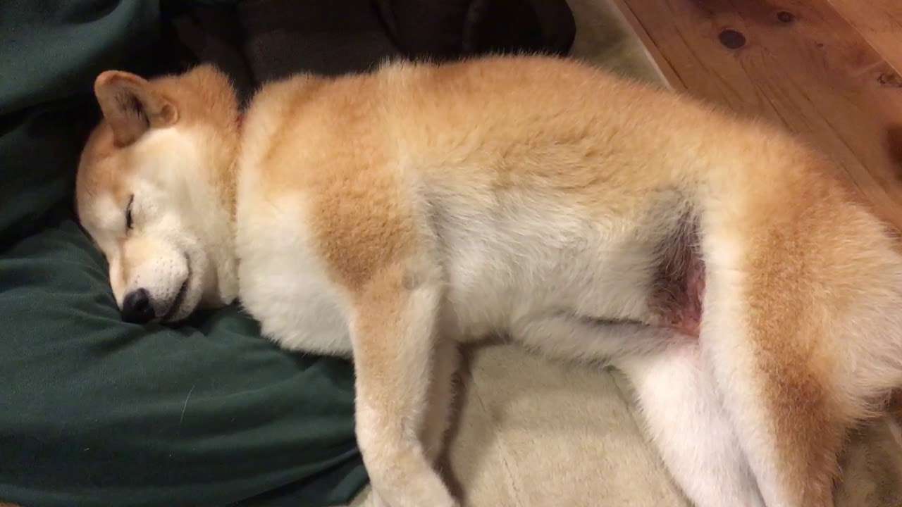 【調査】「犬が寝言を言う」と答えた人は7割！理由を獣医師が解説