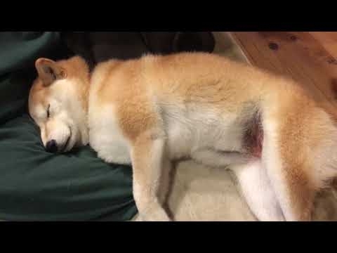 犬 寝言