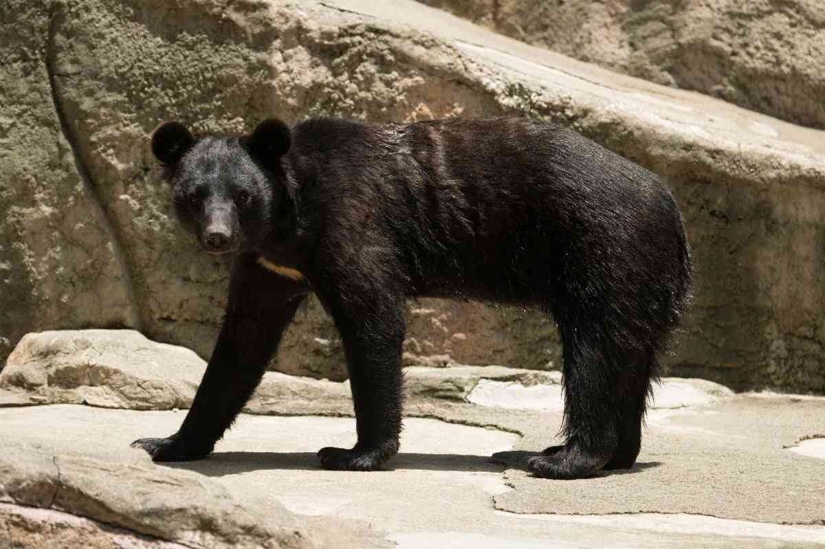 SNS「理解できない」と批判 クマ駆除した自治体へ｢かわいそう｣と抗議する人ってどんな心理状態？【精神科医が分析】 | オトナンサー