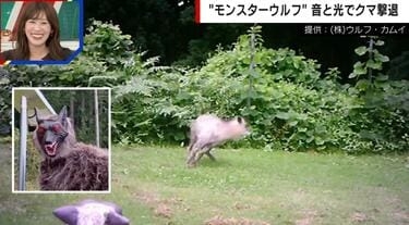 「クマに一番効果がある」怖すぎる… “モンスターウルフ”がヒグマを追い払う瞬間 音と光で野生動物を撃退