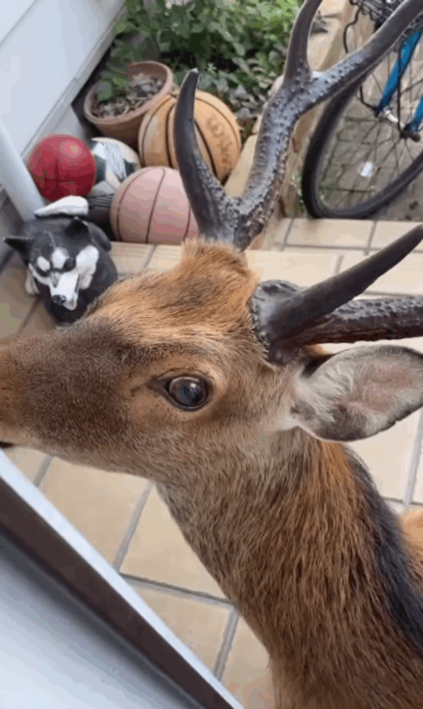 買い物に行くため玄関を開けると　→予想外の“来客”に「本当にこんな事あるの」「神様降臨」「動く気配すらない（笑）」