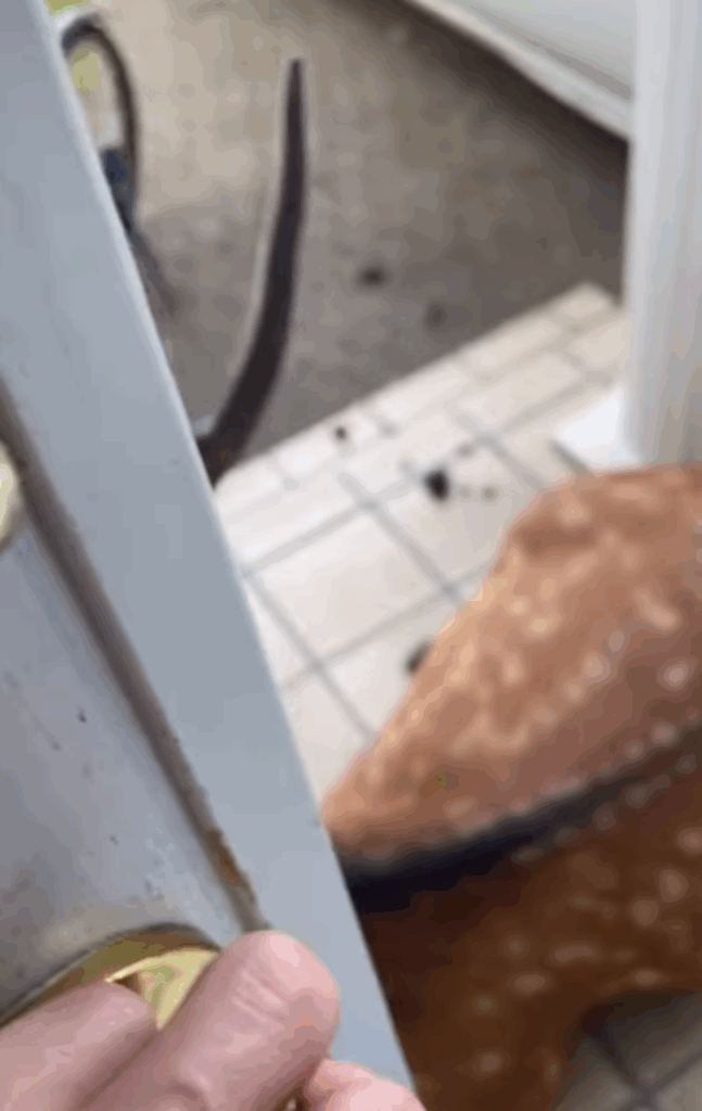 買い物に行くため玄関を開けると　→予想外の“来客”に「本当にこんな事あるの」「神様降臨」「動く気配すらない（笑）」