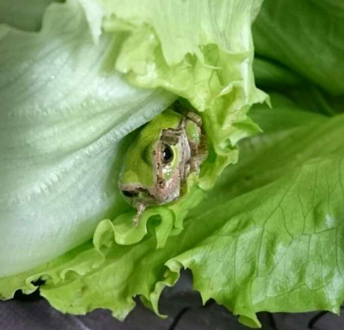 ガチな叫び声ってどんな感じ？